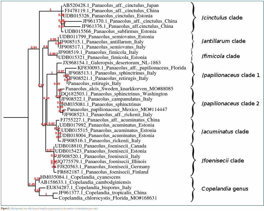 Panaeolus phylogenetic.png
