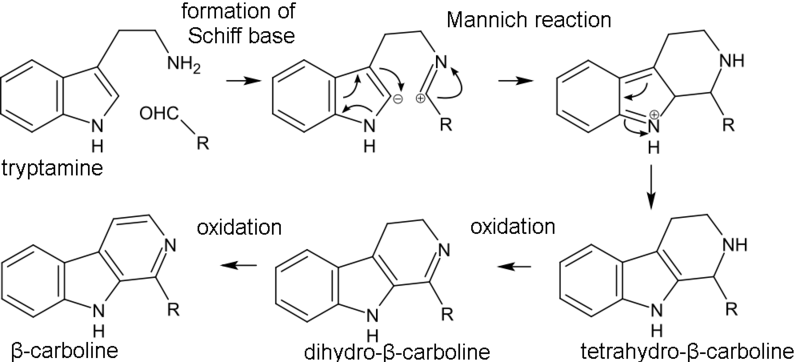 Beta-carboline biosynthesis.png