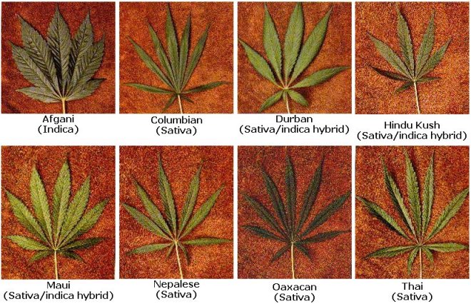 Cannabis strain blad.jpg