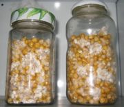 Substrat popcorn.jpg
