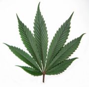 Cannabisblad.jpg