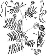 Desmanthus illinoensis.jpg