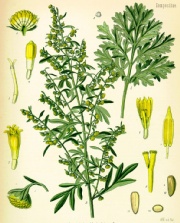 Artemisia absinthium.jpg