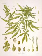 Cannabis sativa flora.jpg