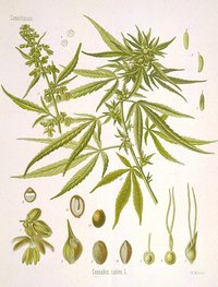 Cannabis sativa flora.jpg